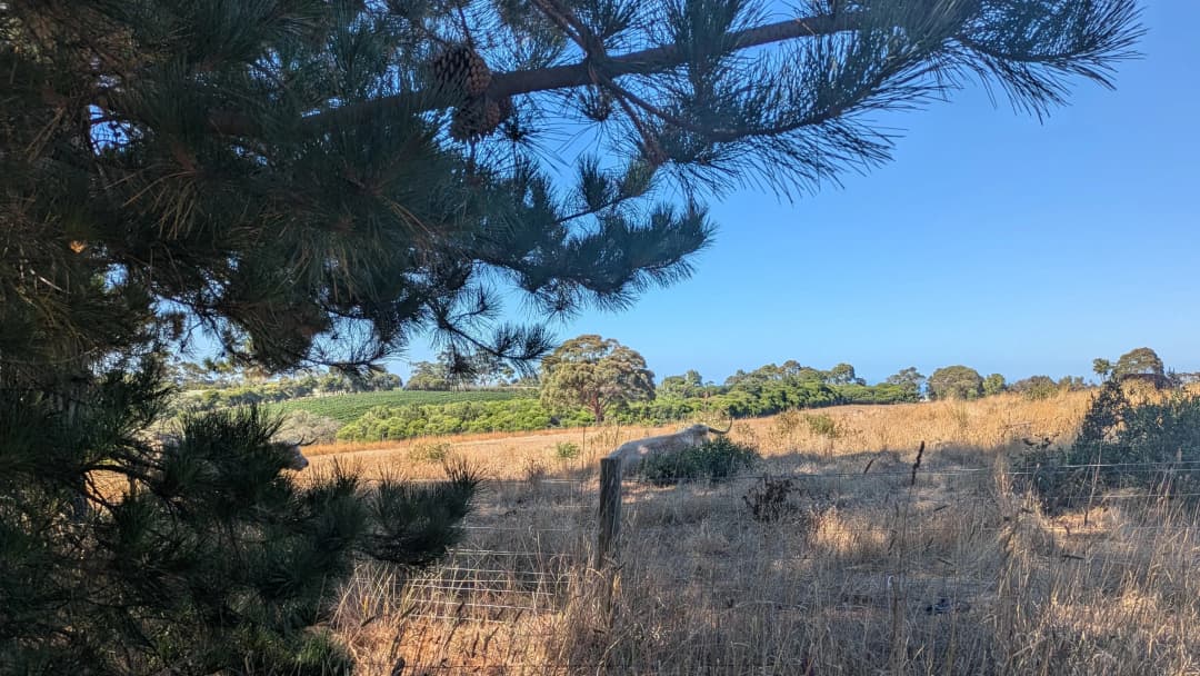 Looking at Stonier Estate from the rail trail - cows, vines & the sea in the distance